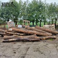 Boomstammen. 15 stuks – kavel bij BOPA Auctions, Houthulst