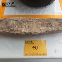 Fossiel – kavel bij BOPA Auctions, Tielt