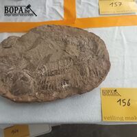 Fossiel – kavel bij BOPA Auctions, Tielt