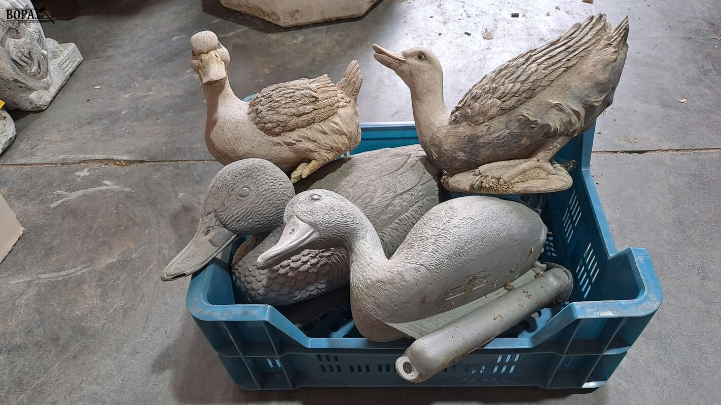 Eenden voor vijver en hoenders - 4 stuks – foto 3 – kavel bij BOPA Auctions, Aarsele