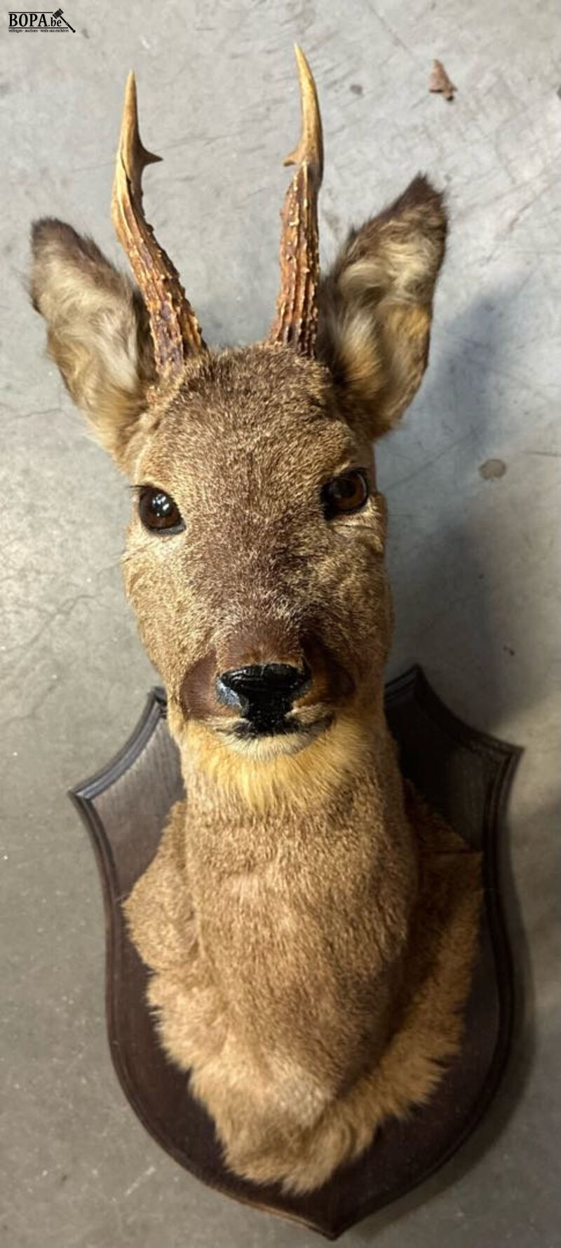 Taxidermie reebok – foto 2 – kavel bij BOPA Auctions, Oekene