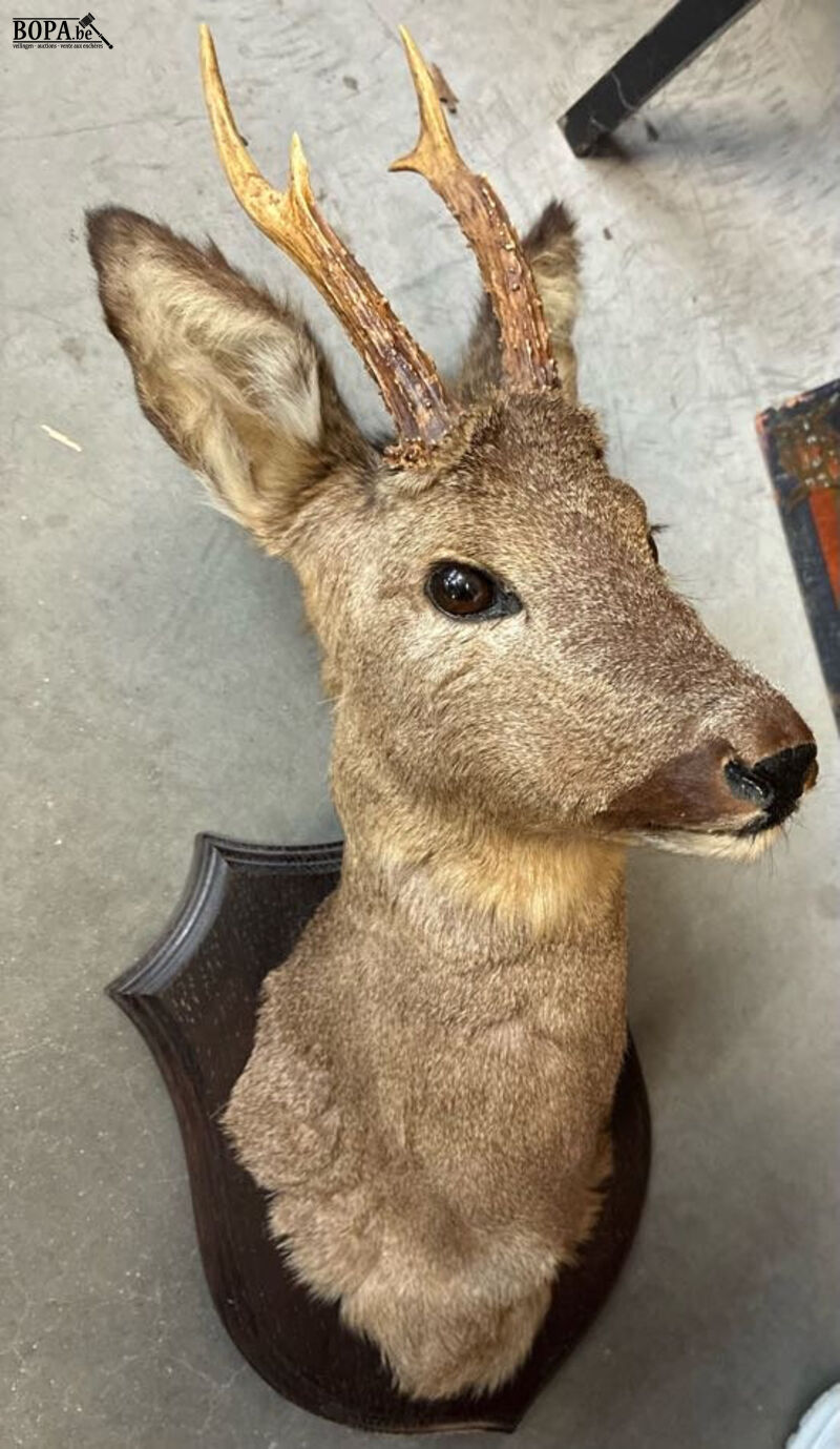 Taxidermie reebok – foto 3 – kavel bij BOPA Auctions, Oekene