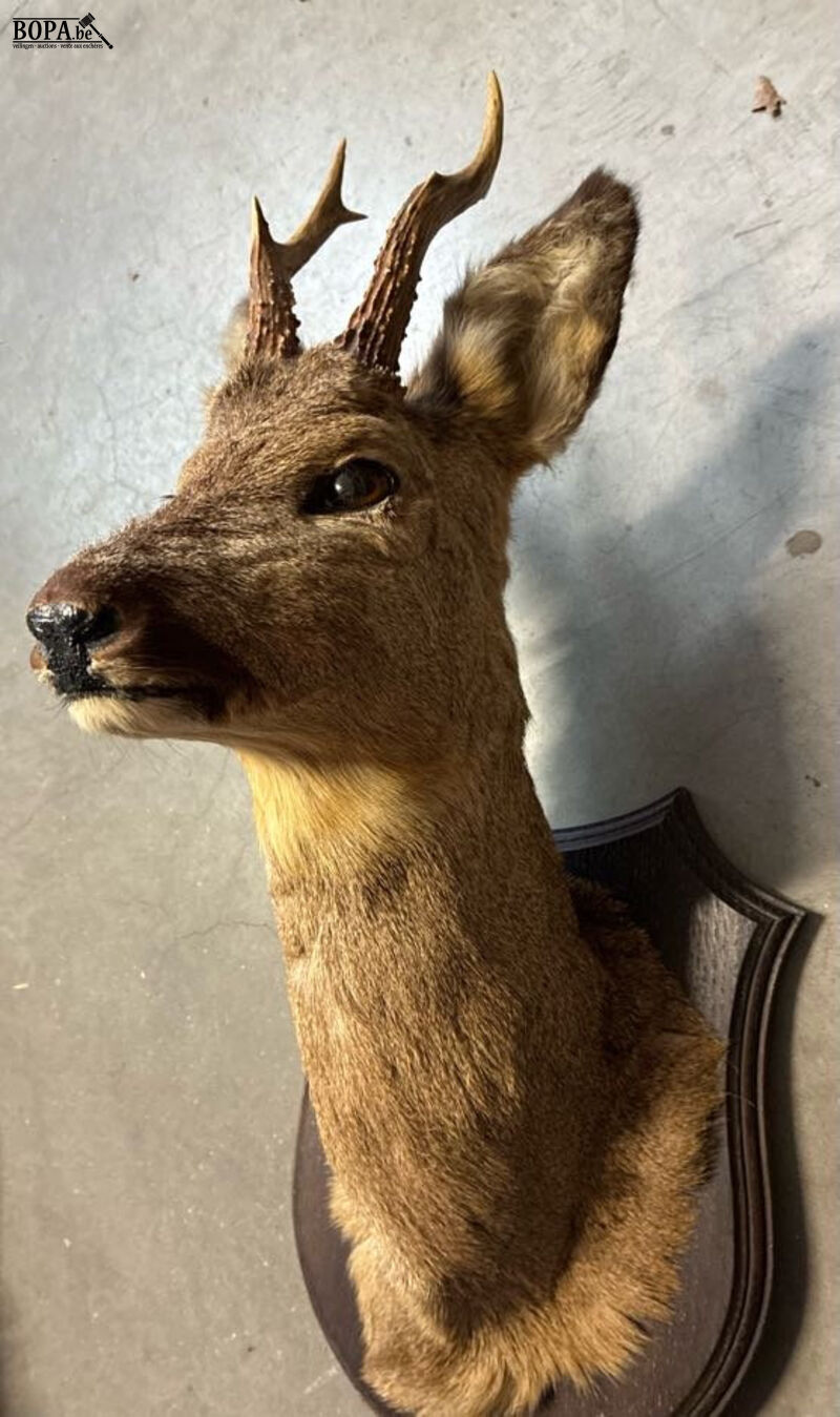 Taxidermie reebok – foto 4 – kavel bij BOPA Auctions, Oekene