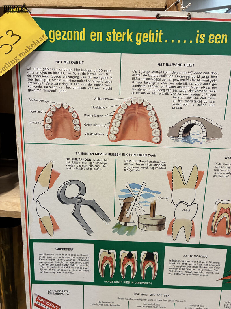 Vintage educatieve wandplaat over mondverzorging – foto 3 – kavel bij BOPA Auctions, Oekene