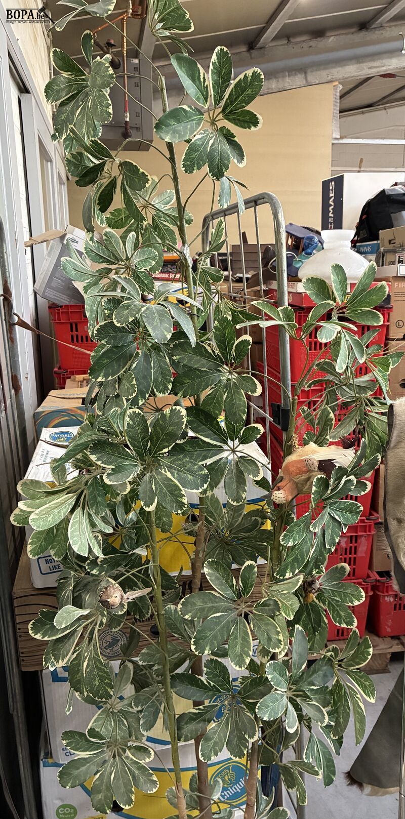 Kunstplant in beige pot – foto 3 – kavel bij BOPA Auctions, Oekene