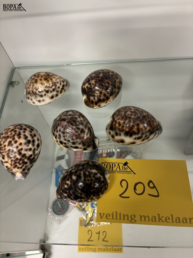Tijgerschelpen - 6 stuks – foto 2 – kavel bij BOPA Auctions, Oekene