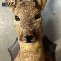 Taxidermie reebok – kavel bij BOPA Auctions, Oekene