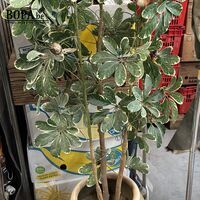 Kunstplant in beige pot – kavel bij BOPA Auctions, Oekene