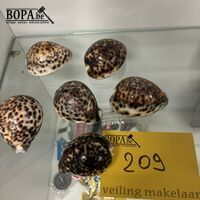 Tijgerschelpen - 6 stuks – kavel bij BOPA Auctions, Oekene