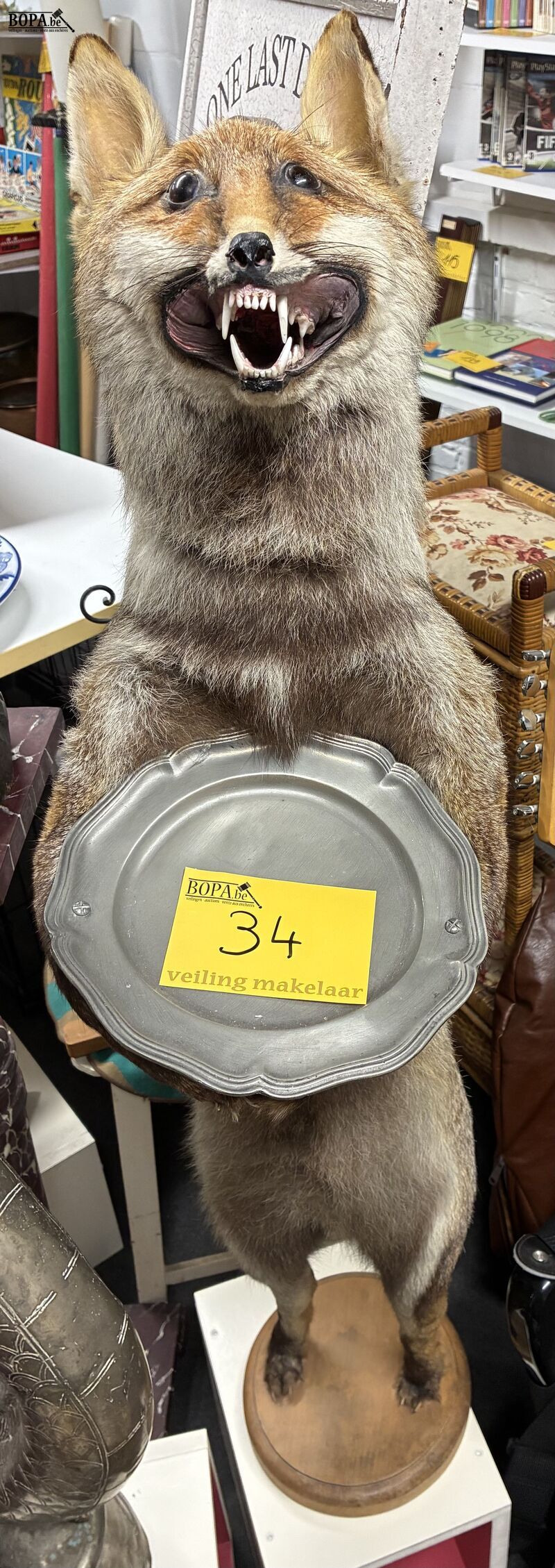 Vintage taxidermiepreparaat rode vos - butlermodel – foto 2 – kavel bij BOPA Auctions, Ieper