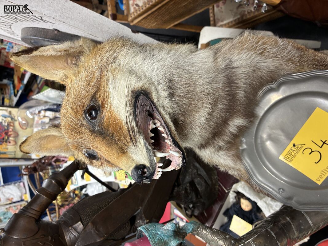 Vintage taxidermiepreparaat rode vos - butlermodel – foto 3 – kavel bij BOPA Auctions, Ieper