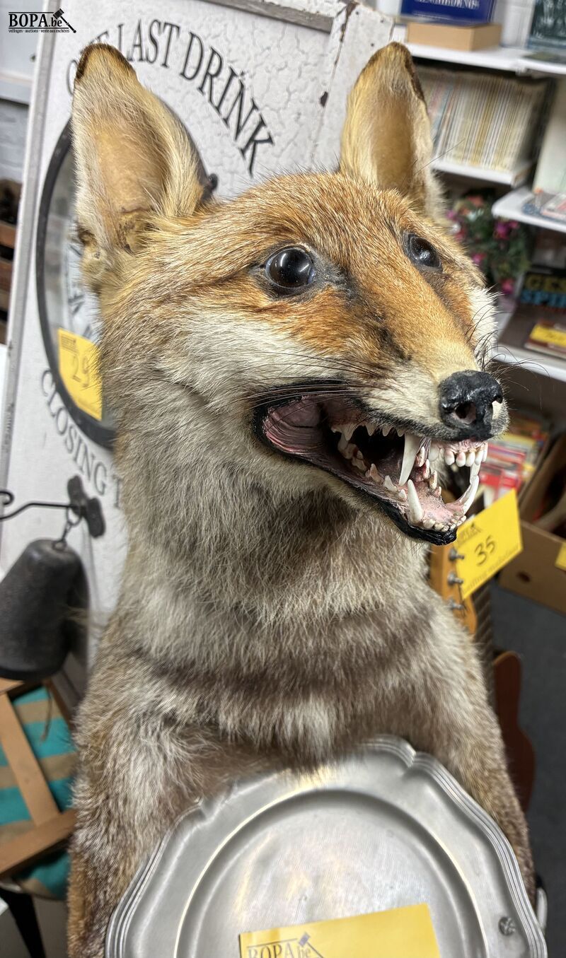 Vintage taxidermiepreparaat rode vos - butlermodel – foto 4 – kavel bij BOPA Auctions, Ieper