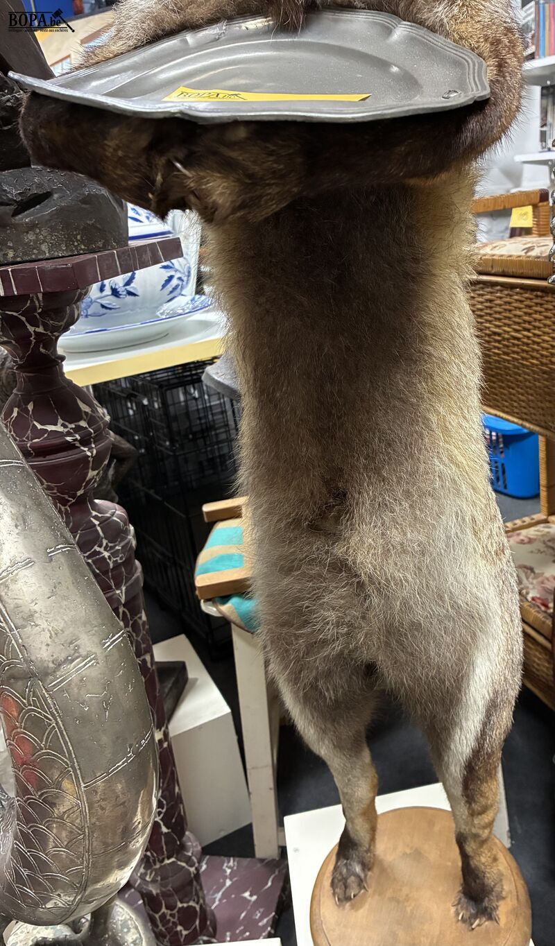 Vintage taxidermiepreparaat rode vos - butlermodel – foto 5 – kavel bij BOPA Auctions, Ieper